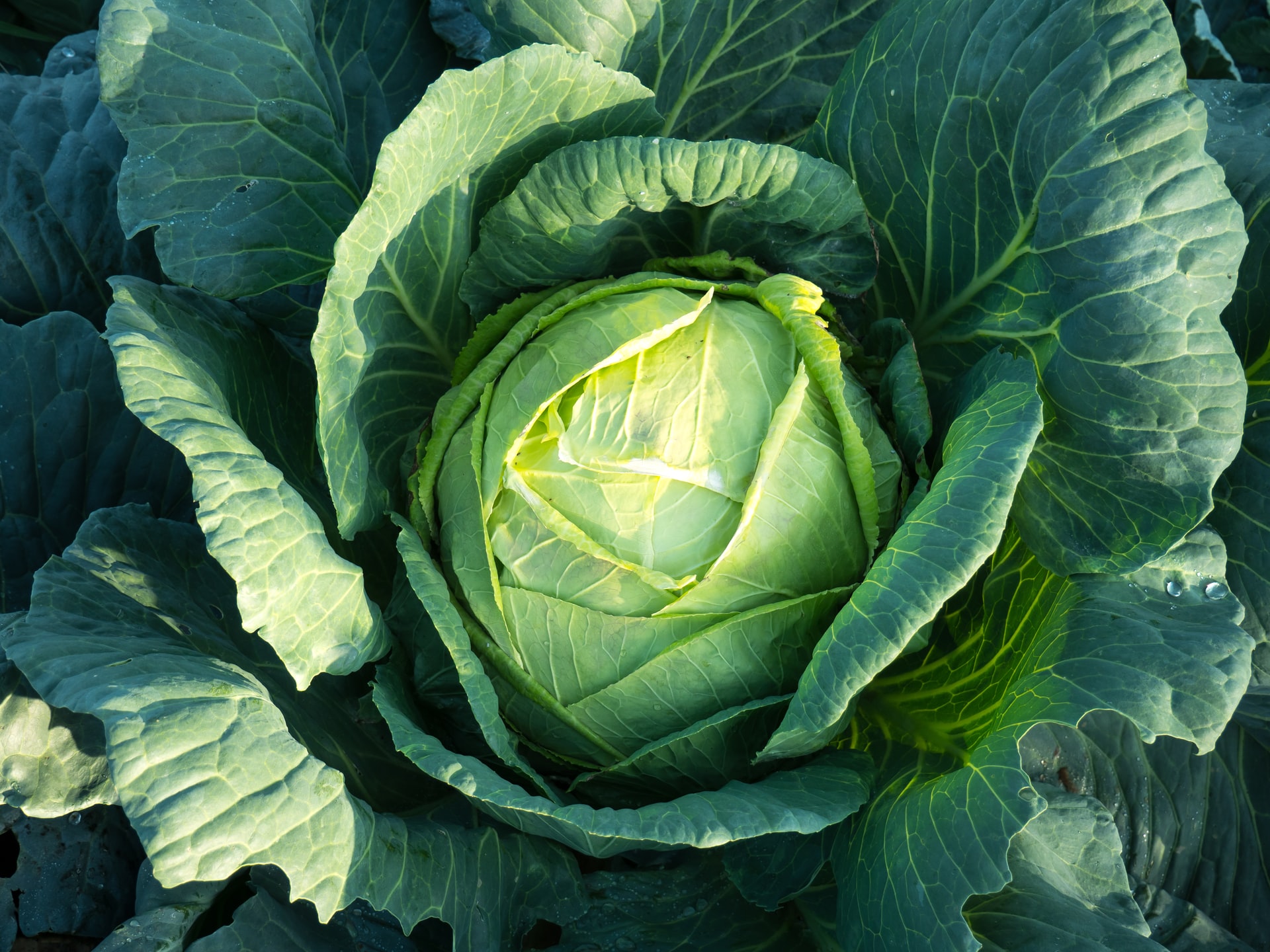 green cabbage