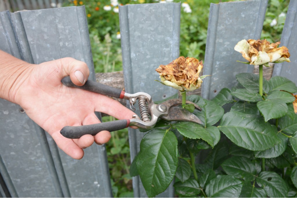Deadheading an old white rose with garden shears