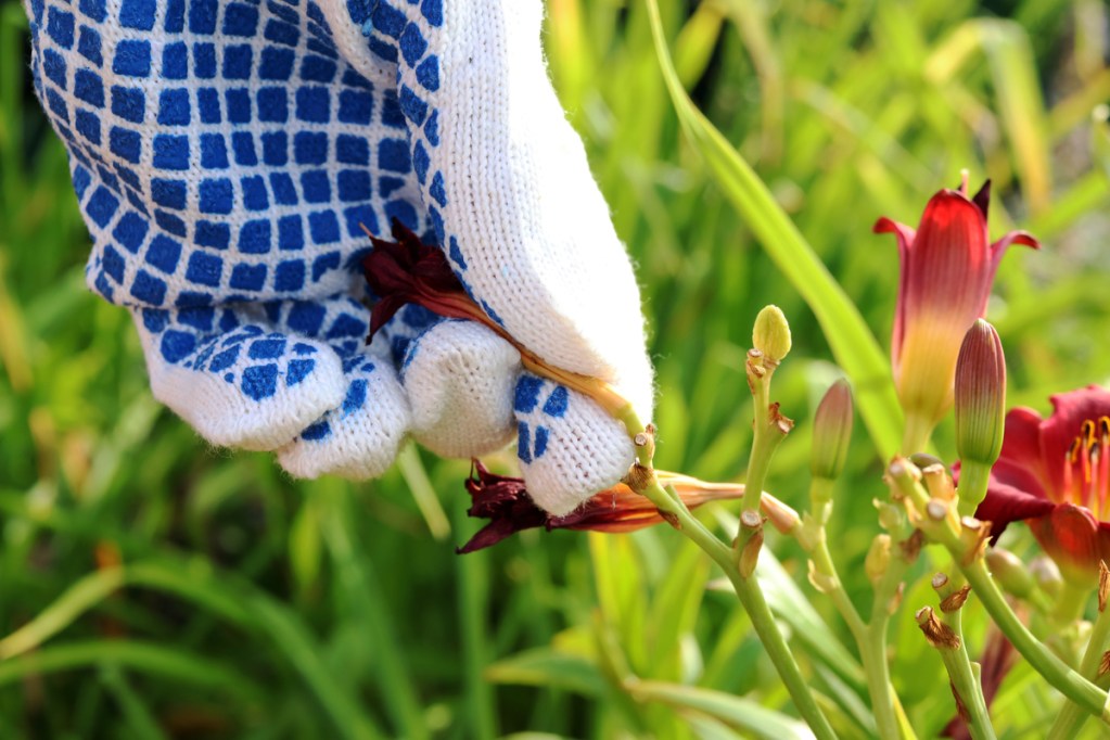 Gloved hand deadheading a lily