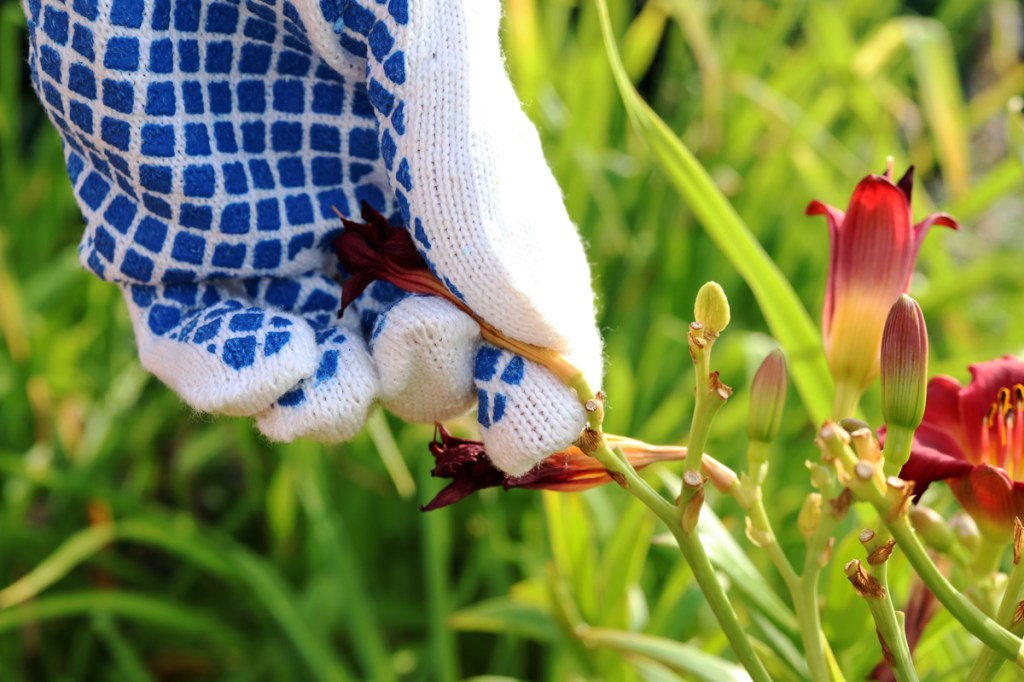 Gloved hand deadheading a lily
