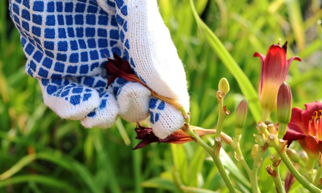 Gloved hand deadheading a lily