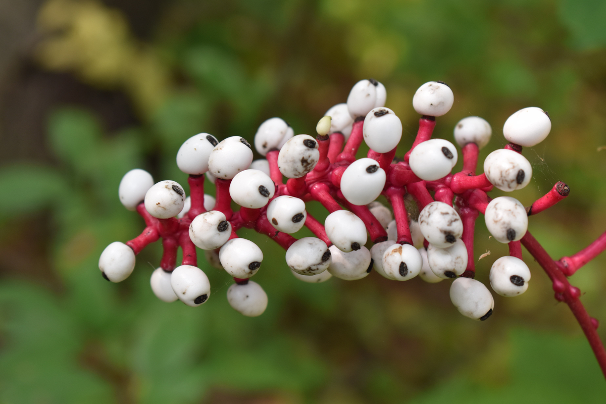 Doll's eyes or white baneberry