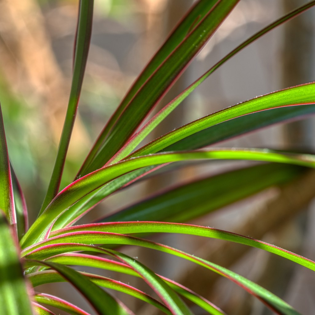Dracaena marginata