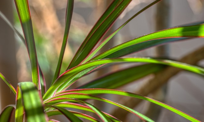 Dracaena marginata