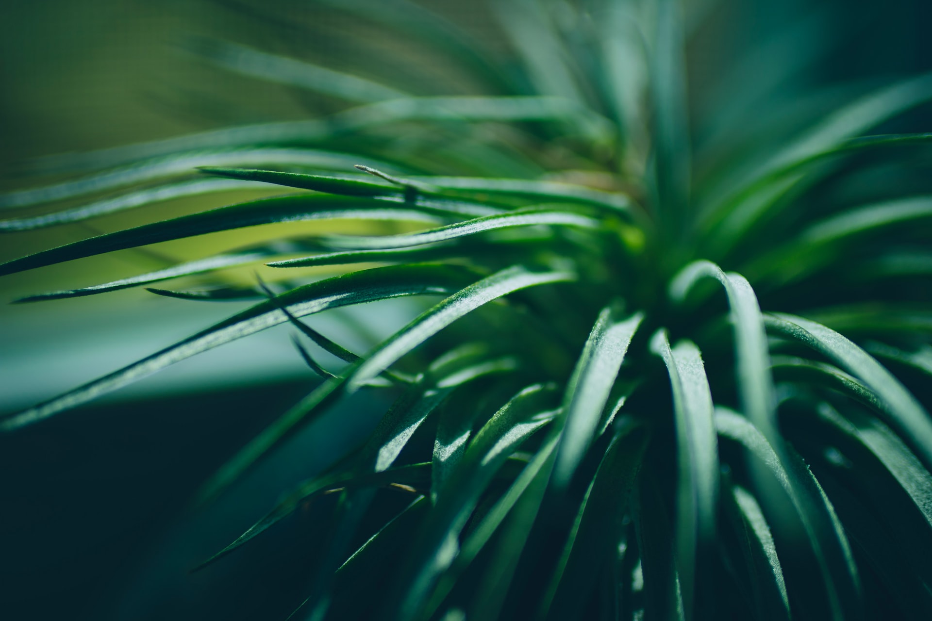 non-toxic house plant