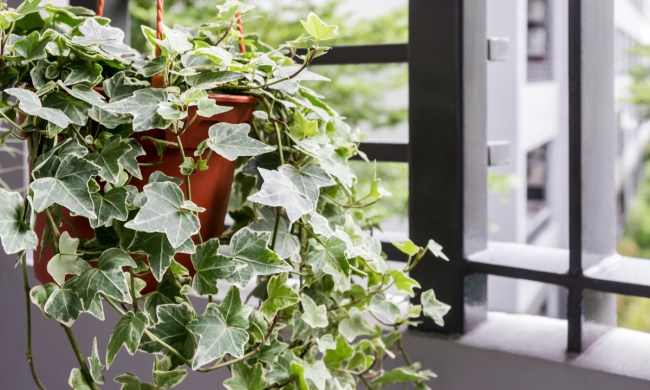 An English ivy in a hanging basket