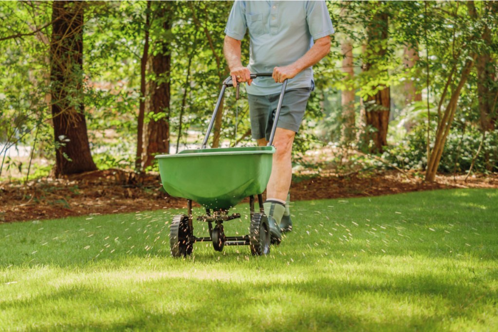 Person pushing a lawn fertilizer spreader