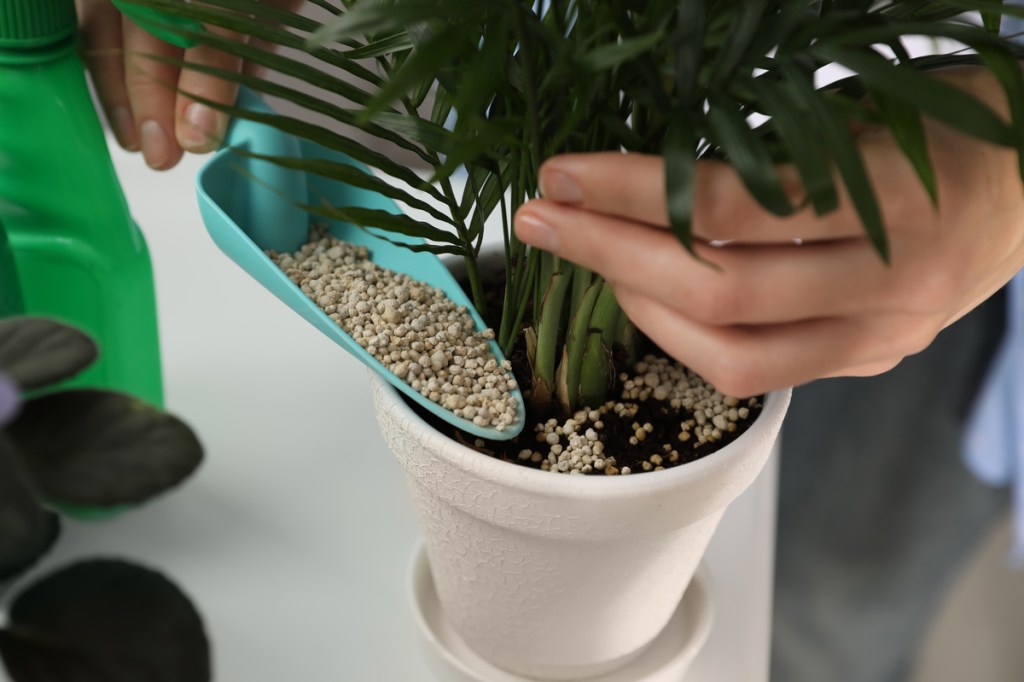 Aa person fertilizing a potted bamboo plant