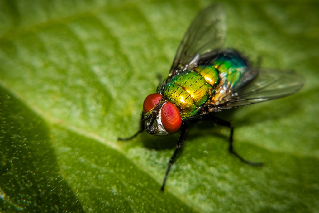 Fly visiting a plant