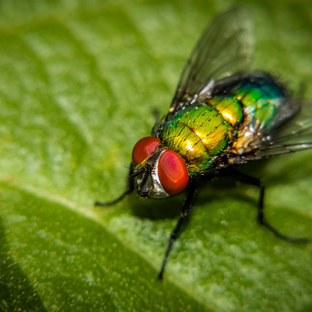 Fly visiting a plant