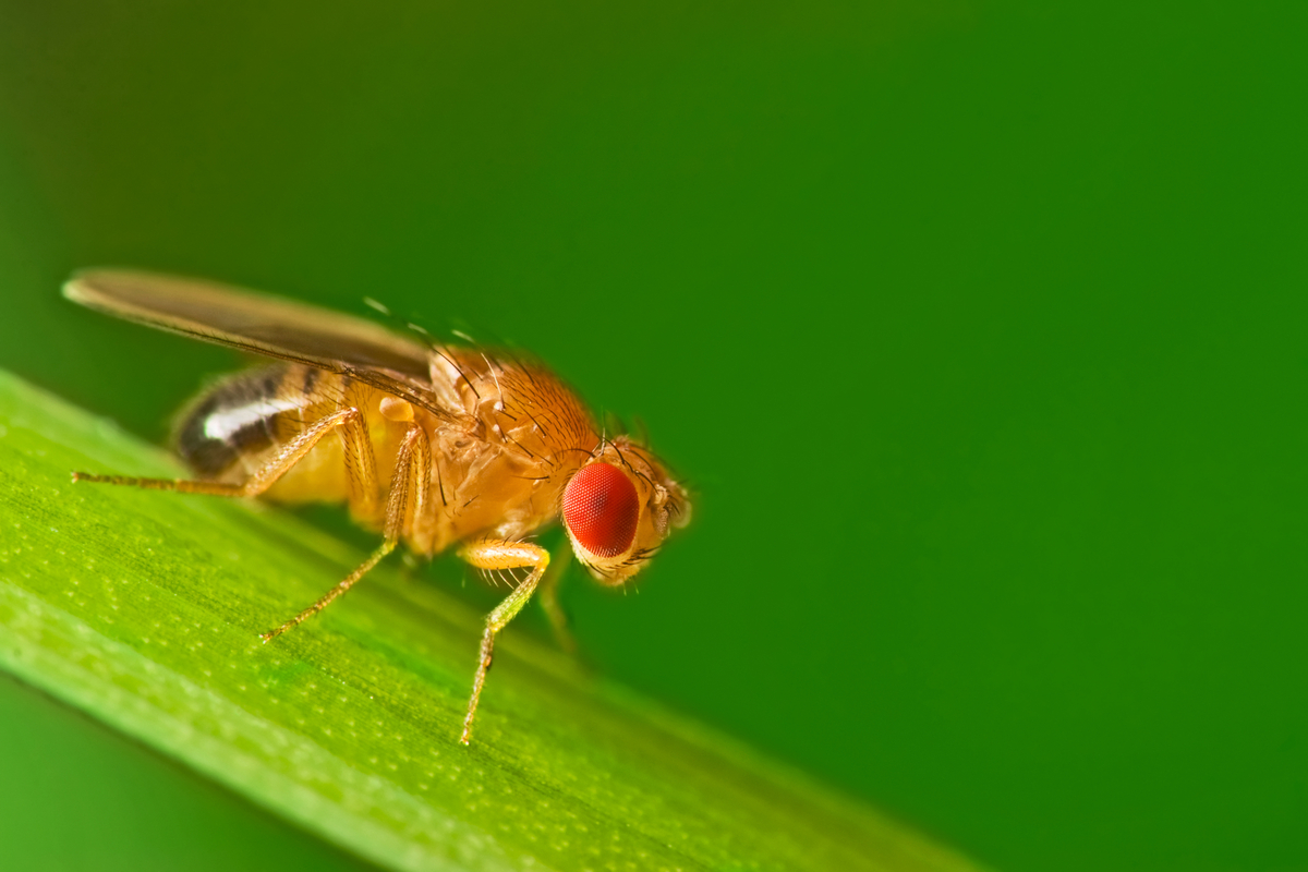 A close up of a fruit fly