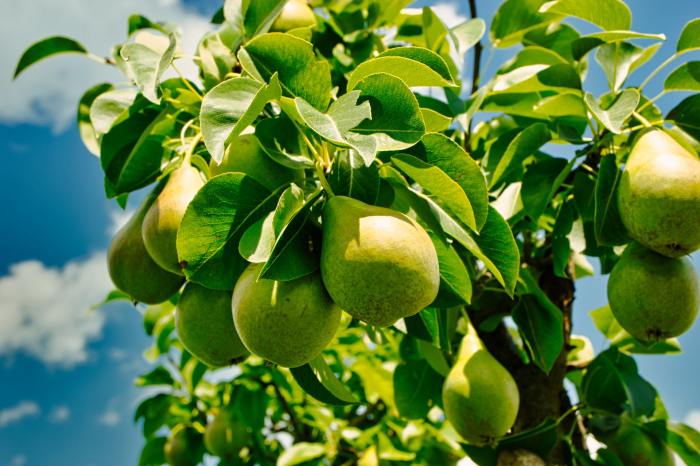 Pears on a pear tree