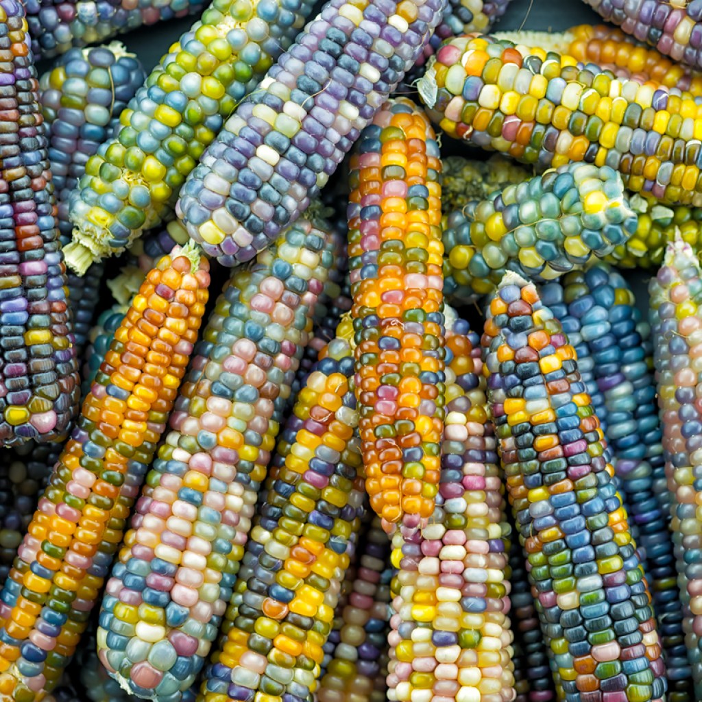 ears of glass gem corn