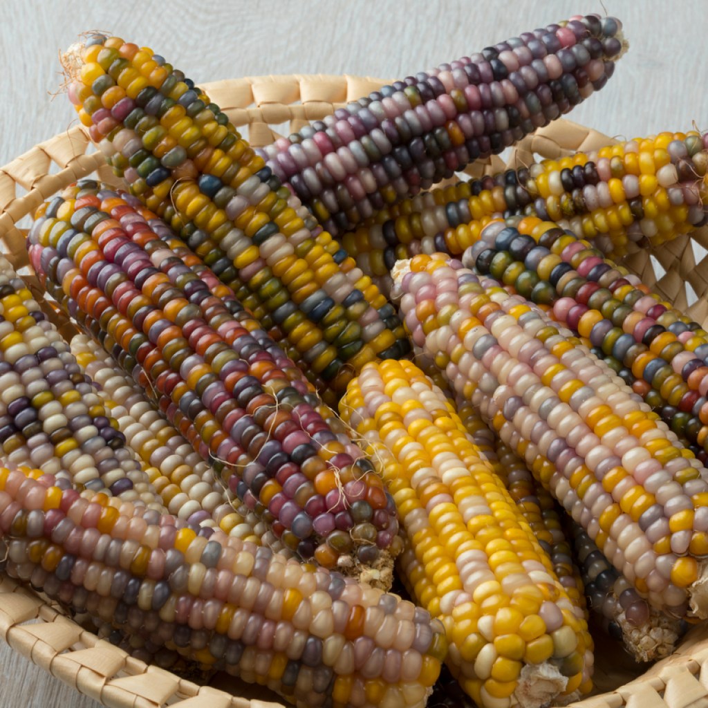 basket filled with glass gem corn on the cob