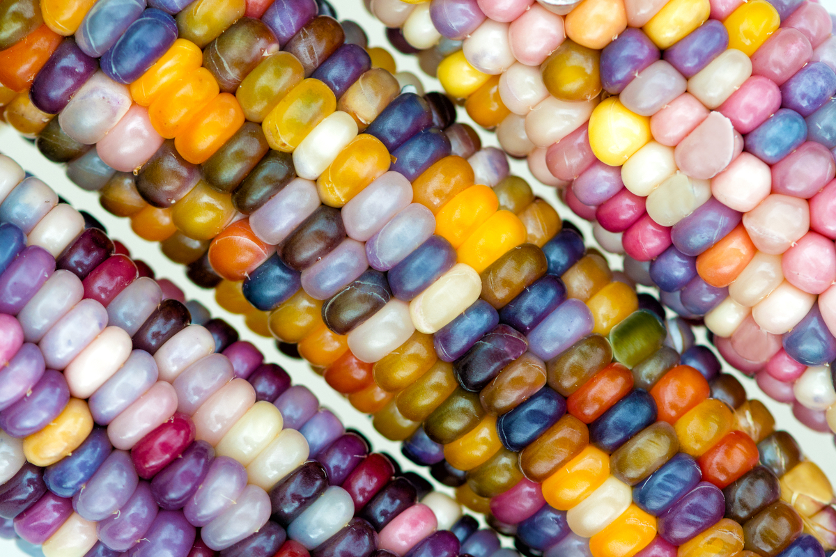A guide to growing and harvesting glass gem corn HappySprout