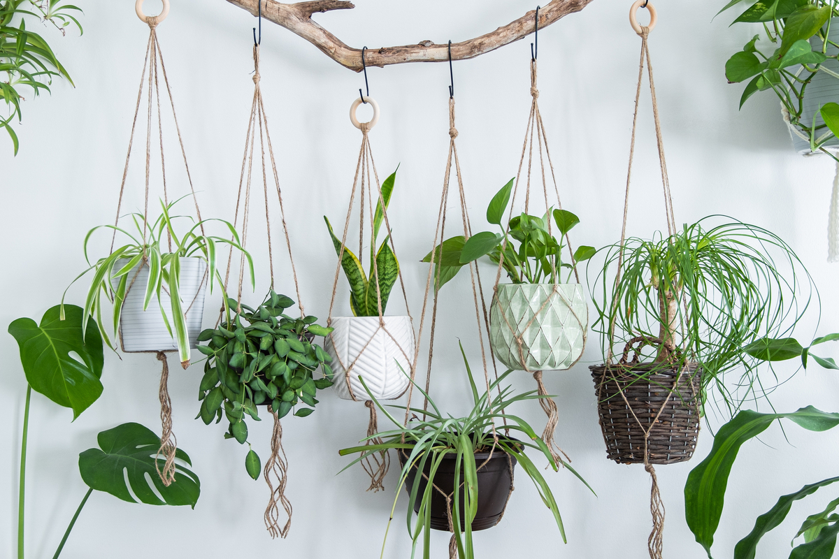 The best indoor hanging plants HappySprout
