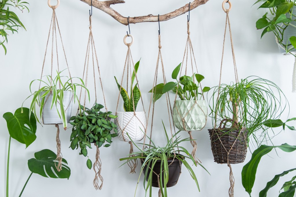 A group of hanging basket plants