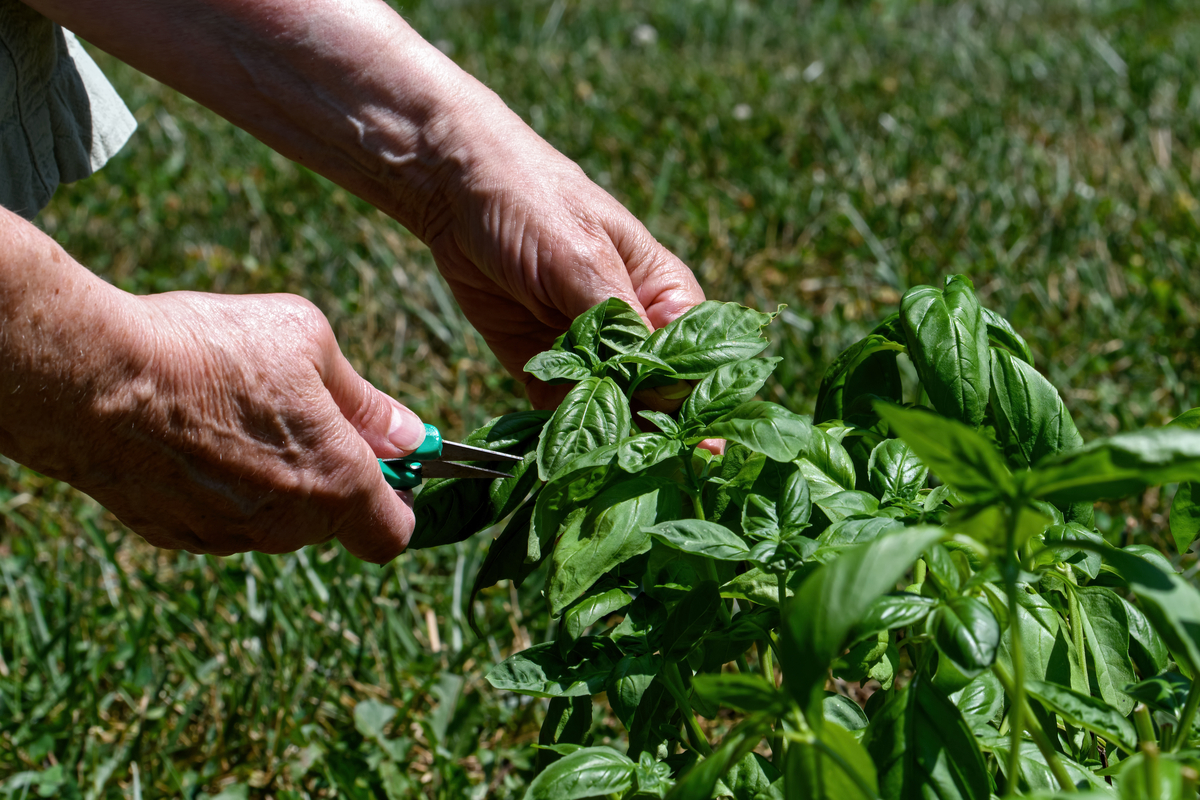 Person harvesting basil with garden shears
