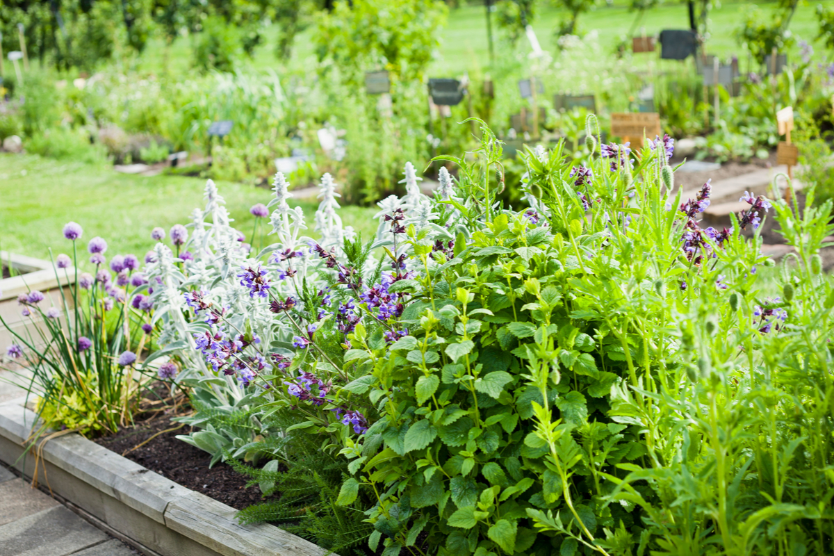 flowering herbs in a garden