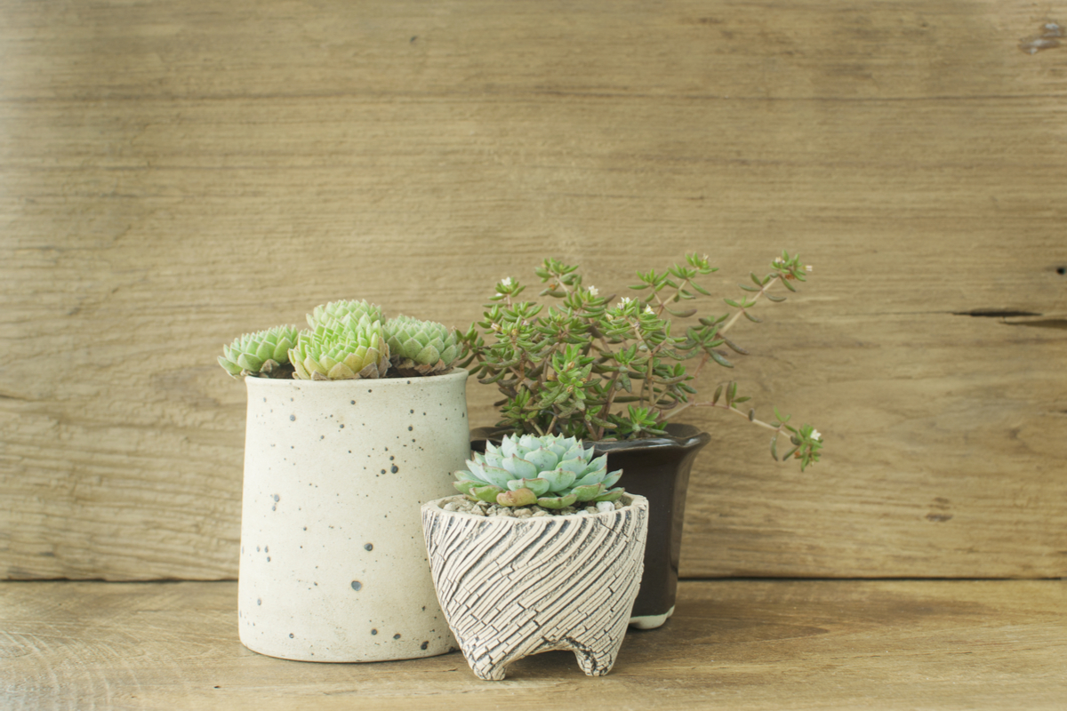 Three small houseplants in unique plant pots