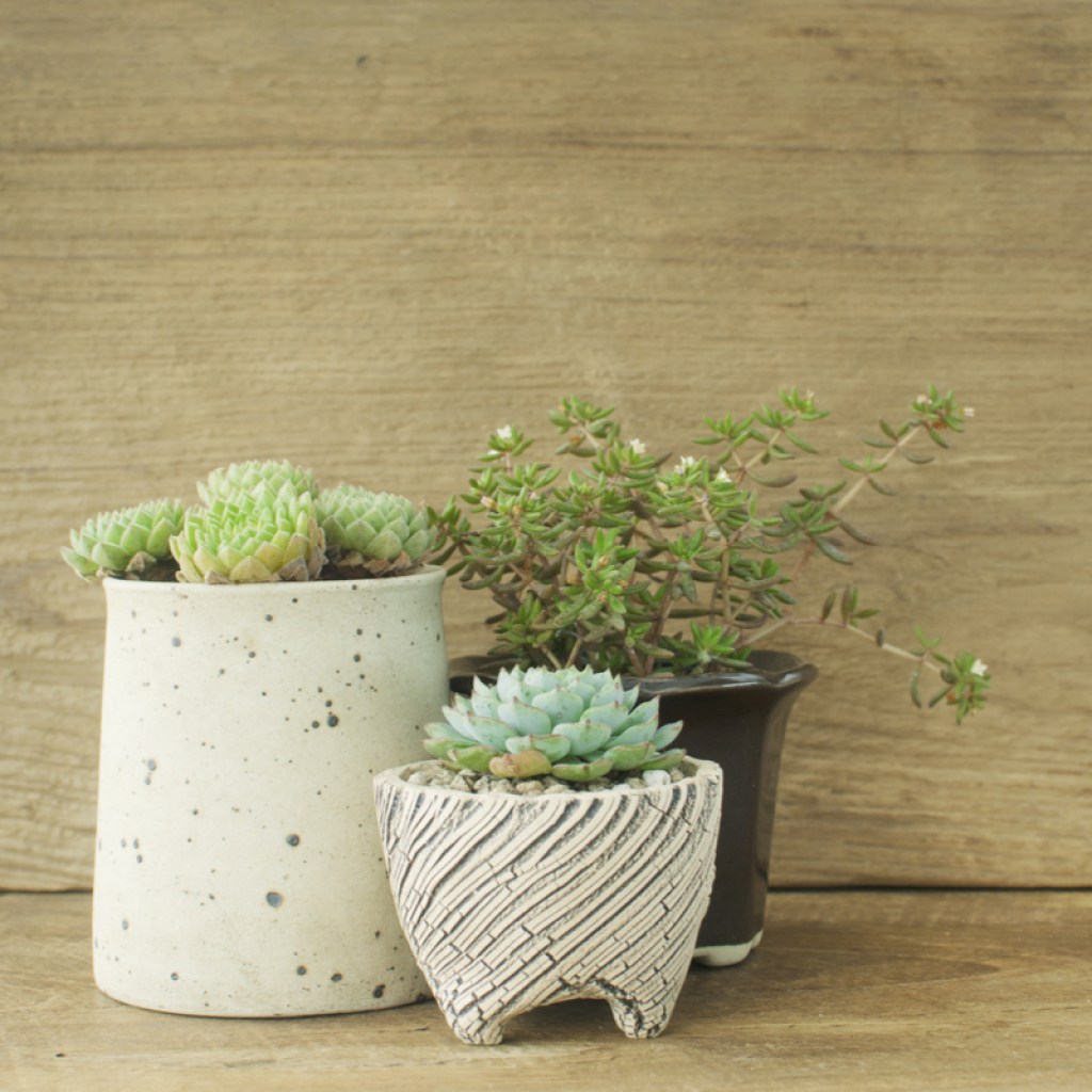Three small houseplants in unique plant pots