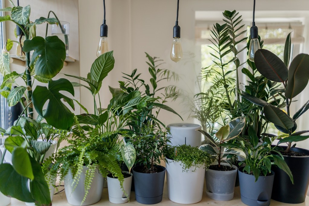 A collection of various houseplants