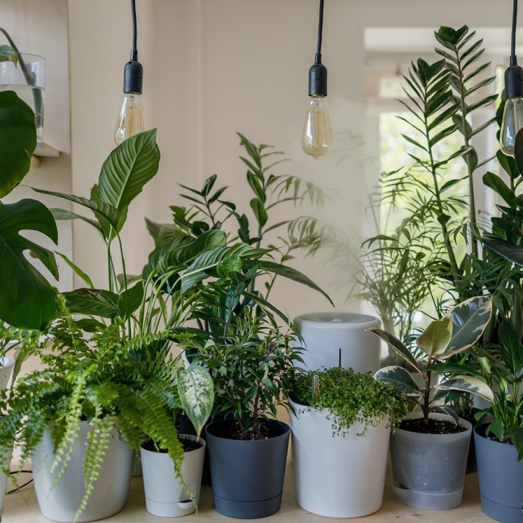 A collection of various houseplants