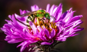 Hoverfly pollinating purple flower
