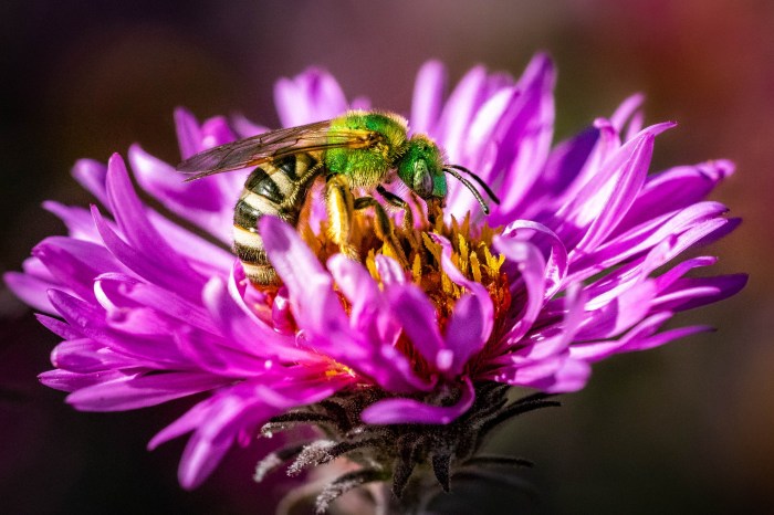 Hoverfly pollinating purple flower