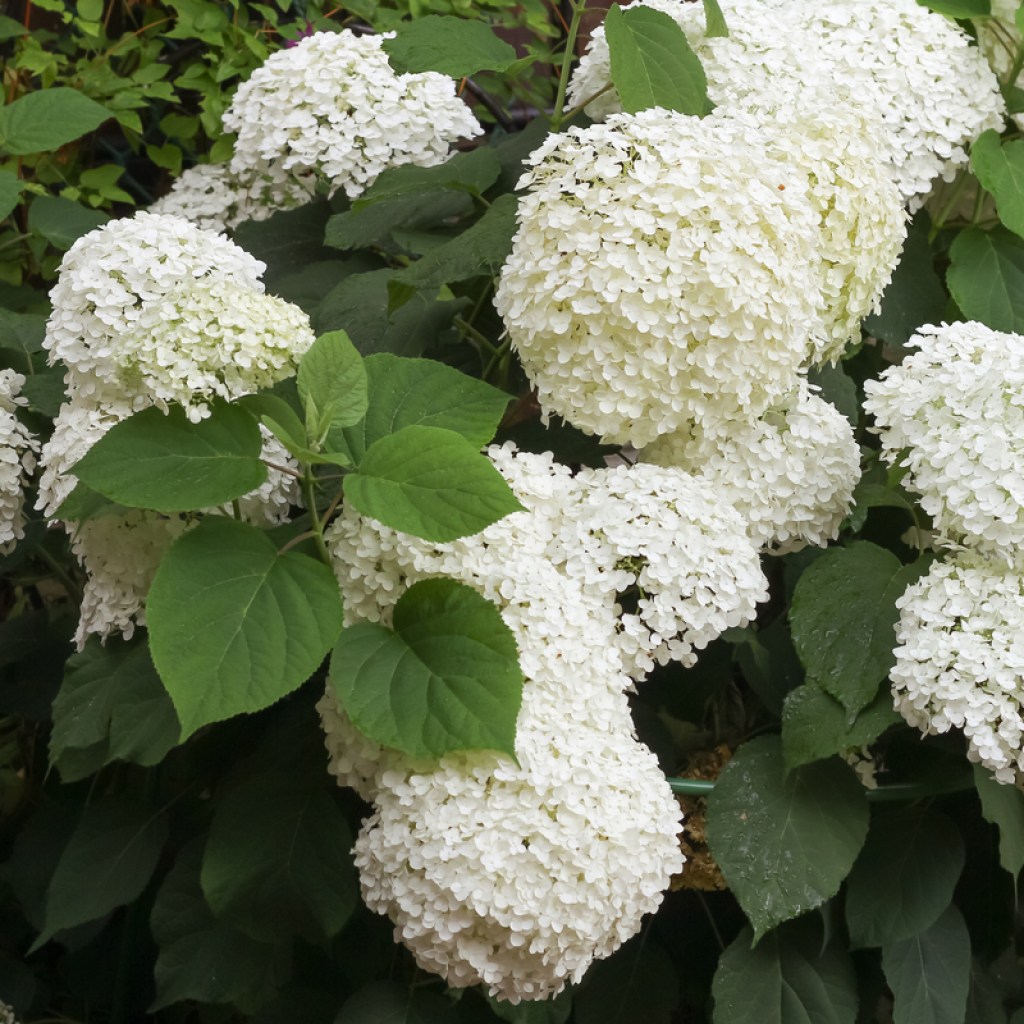 hydrangea arborescens blooming in a garden