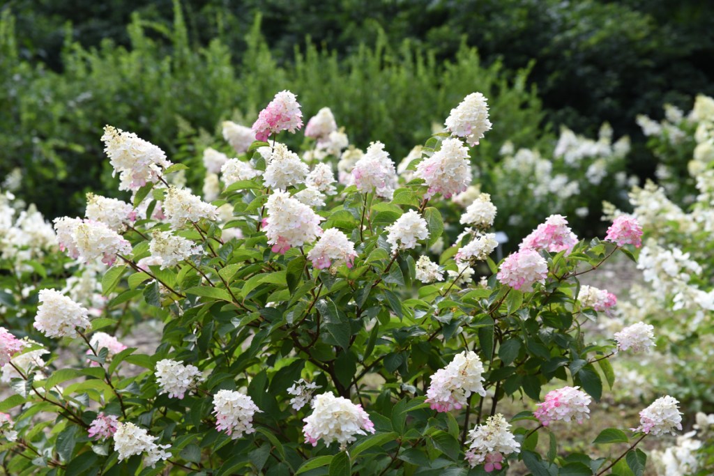 panicle hydrangea in bloom