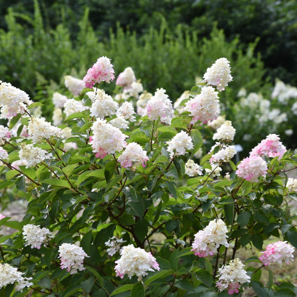 panicle hydrangea in bloom
