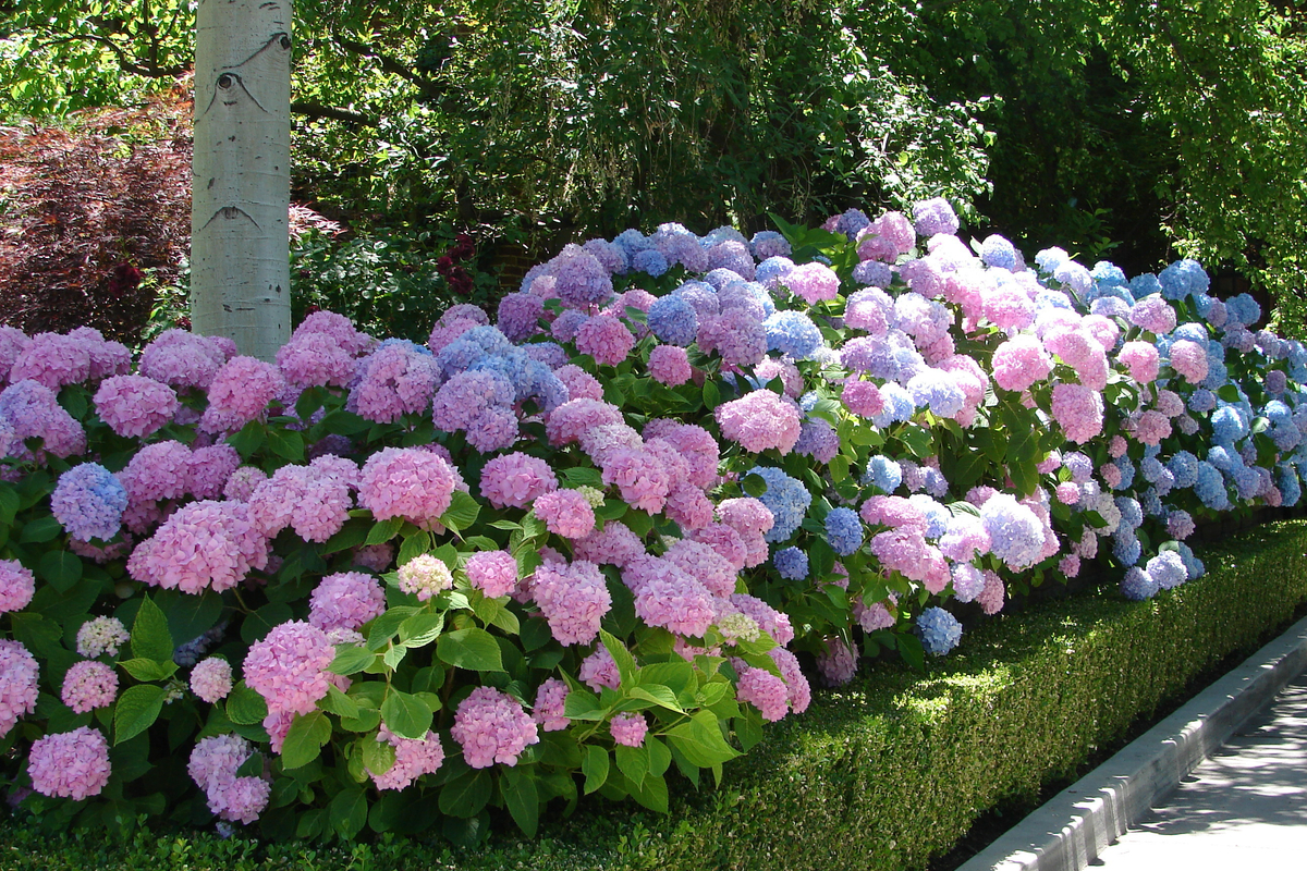 Purple and blue hydrangeas