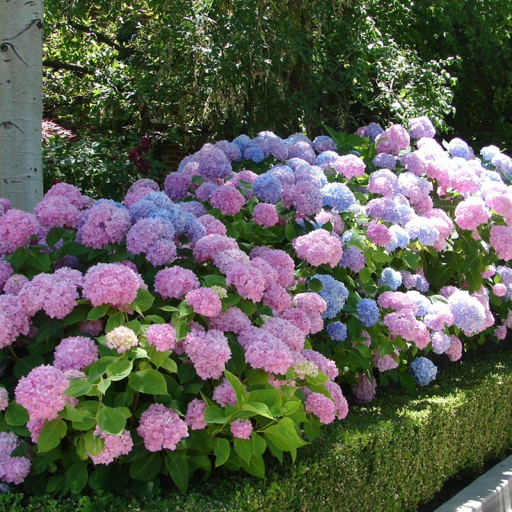 blooming hydrangeas in a garden border