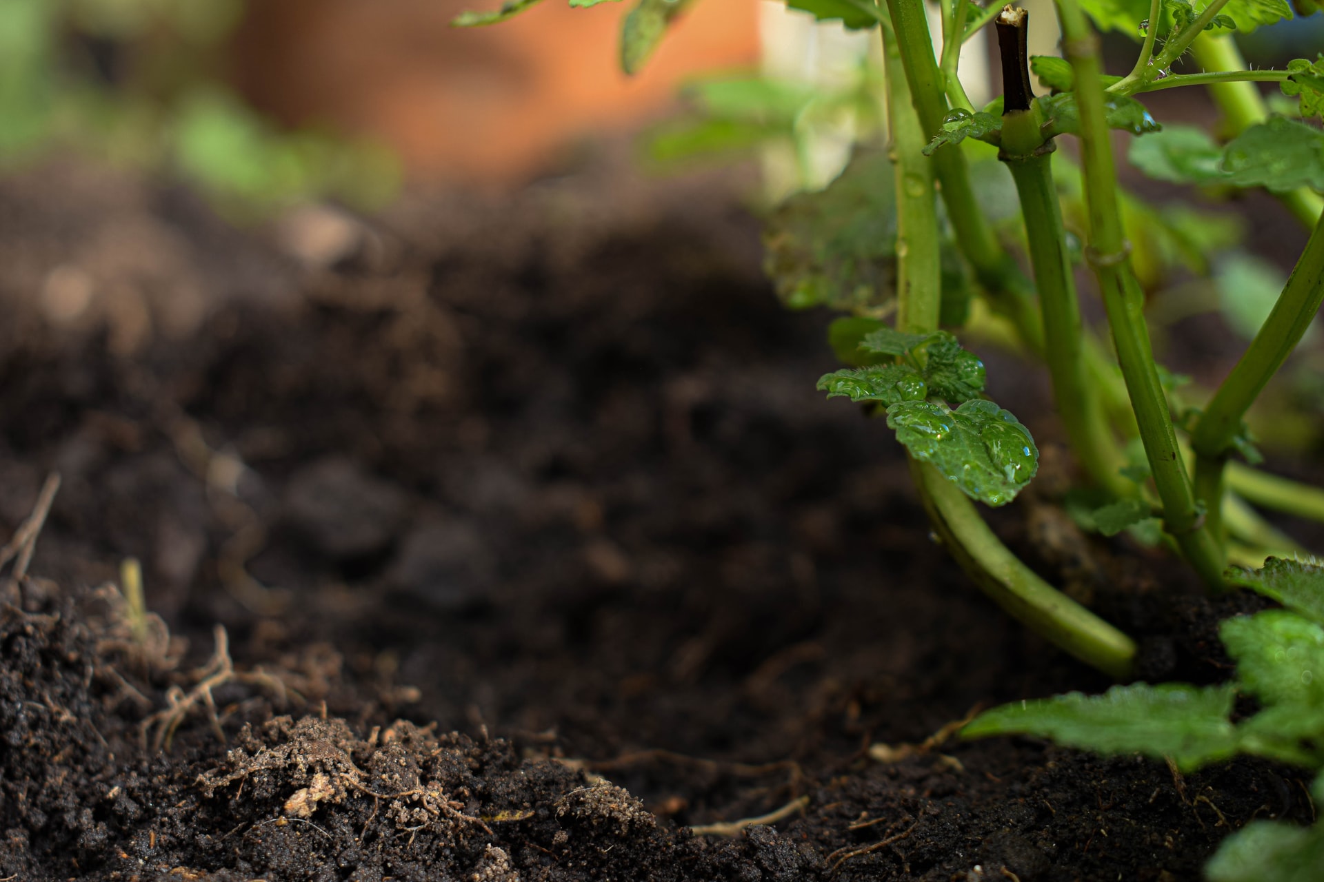 garden soil conditions