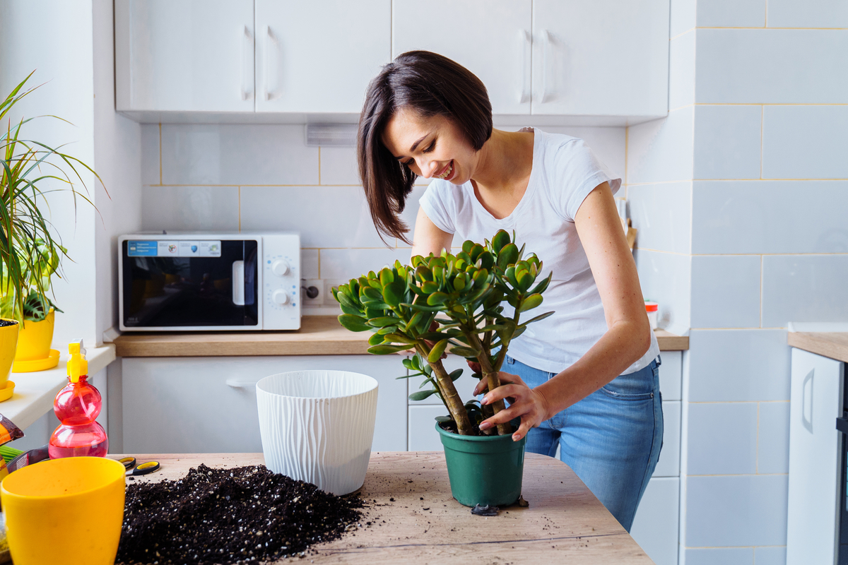 Remember To Dust How To Clean Plant Leaves HappySprout