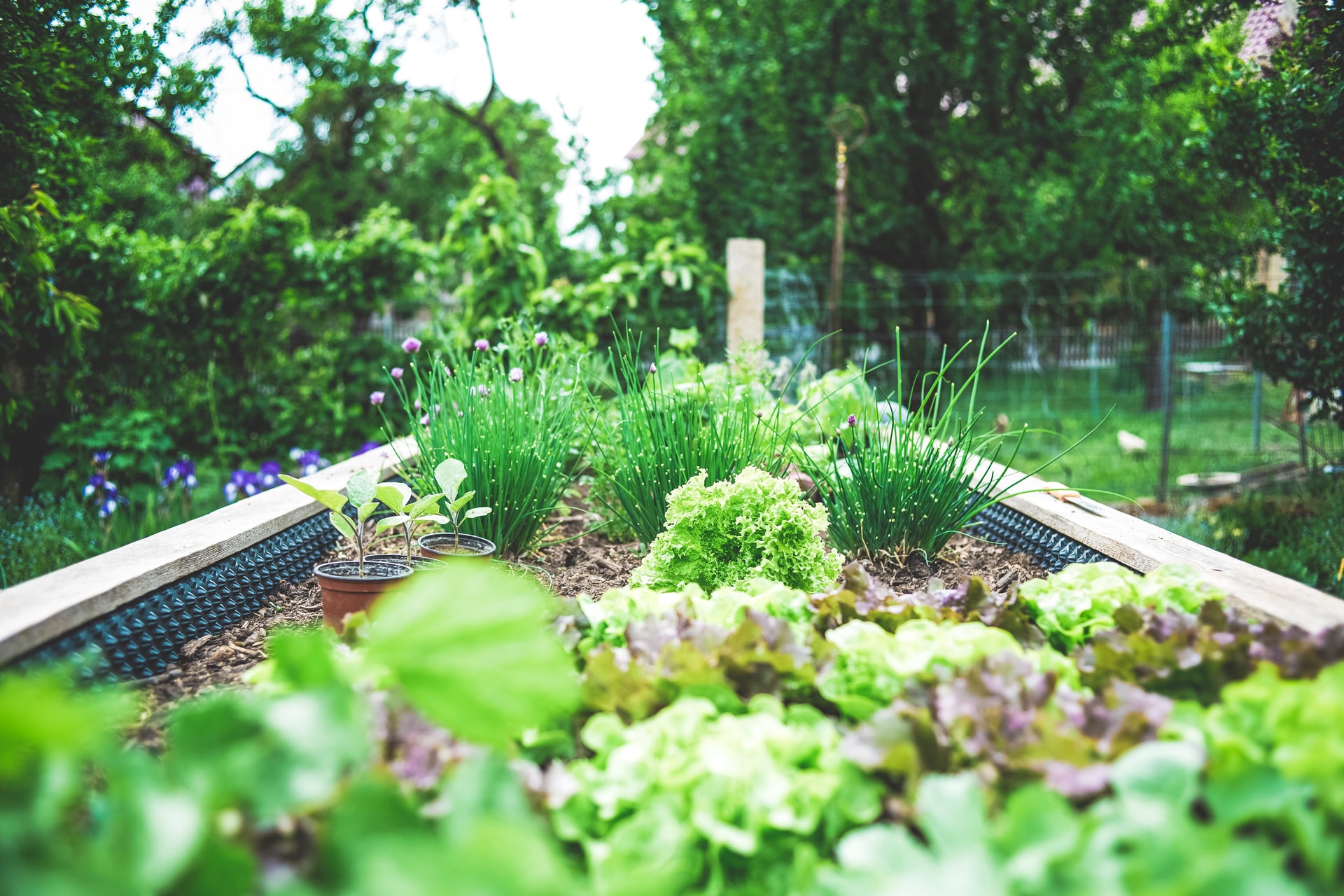 Raised garden bed close-up