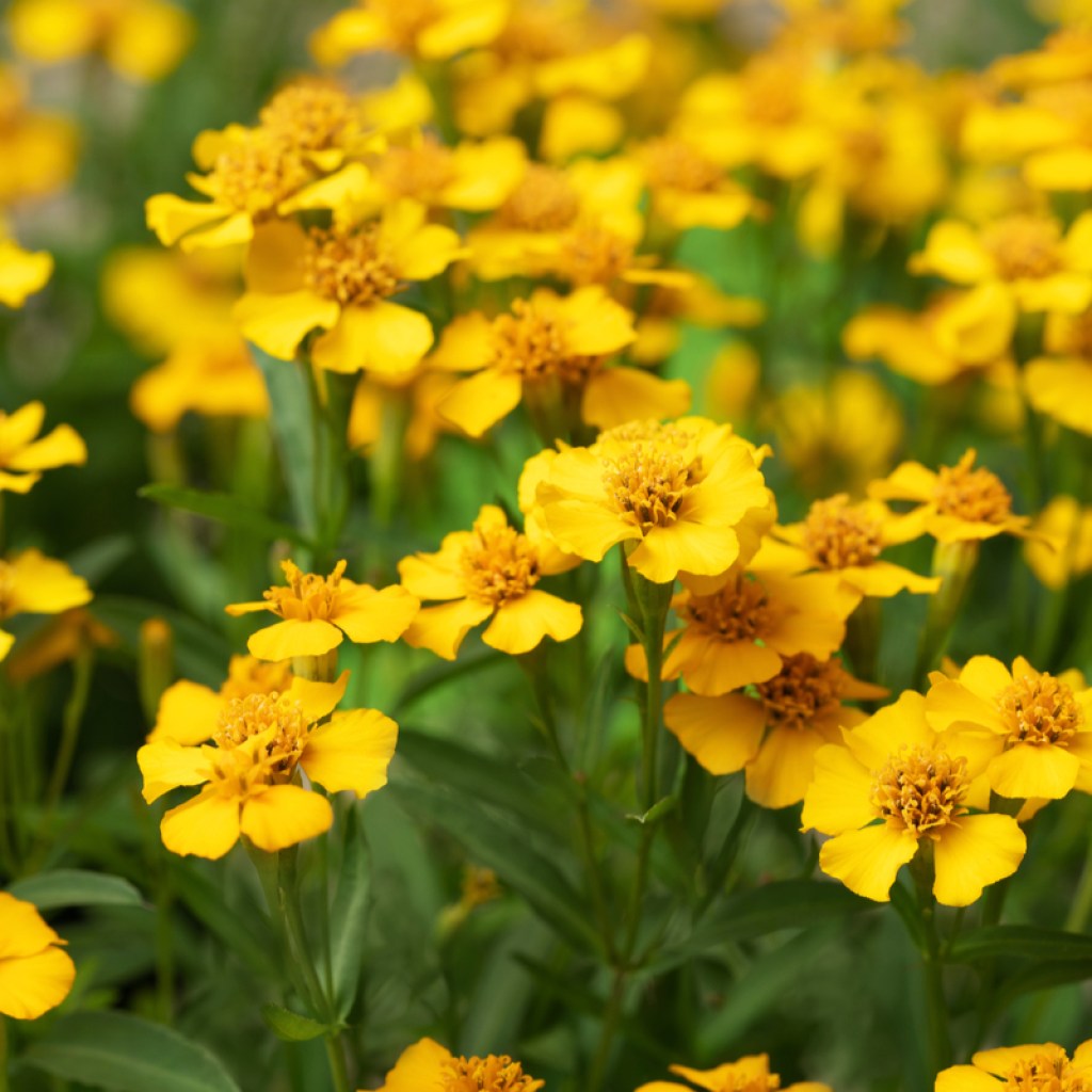 Mexican tarragon with flowers