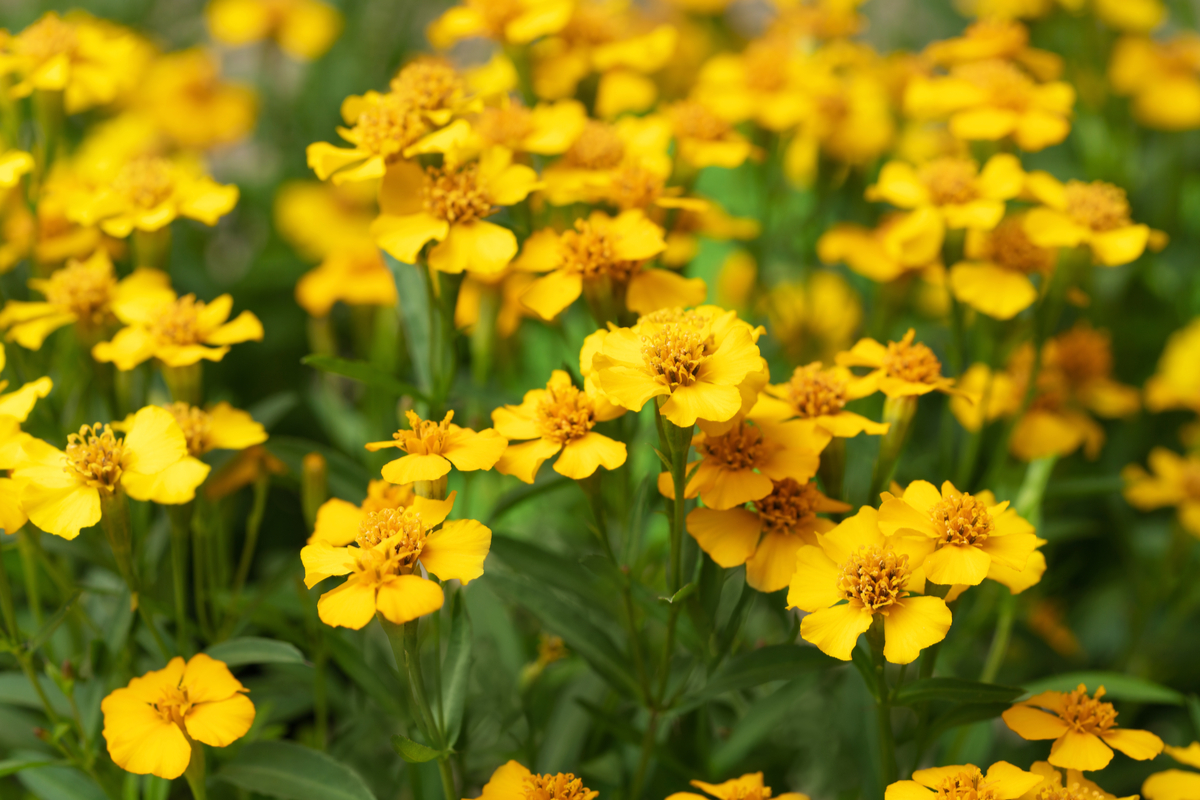 Mexican tarragon with flowers