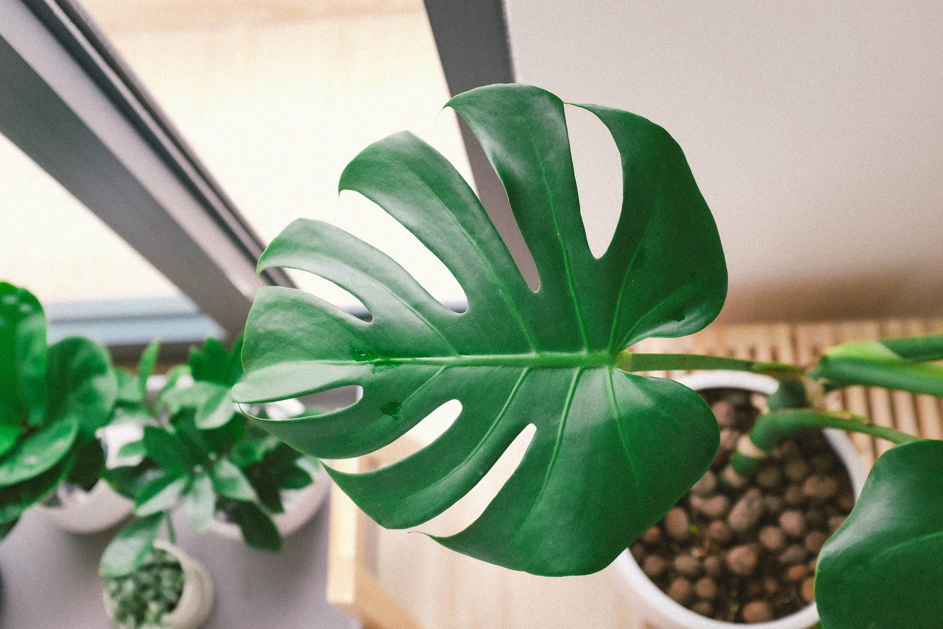 Monstera leaf