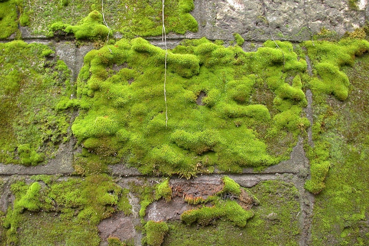 A mossy wall