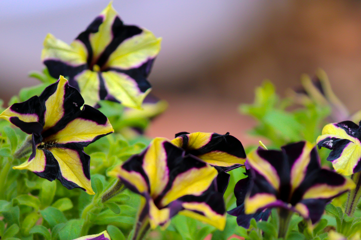 Black and yellow striped mounding petunias