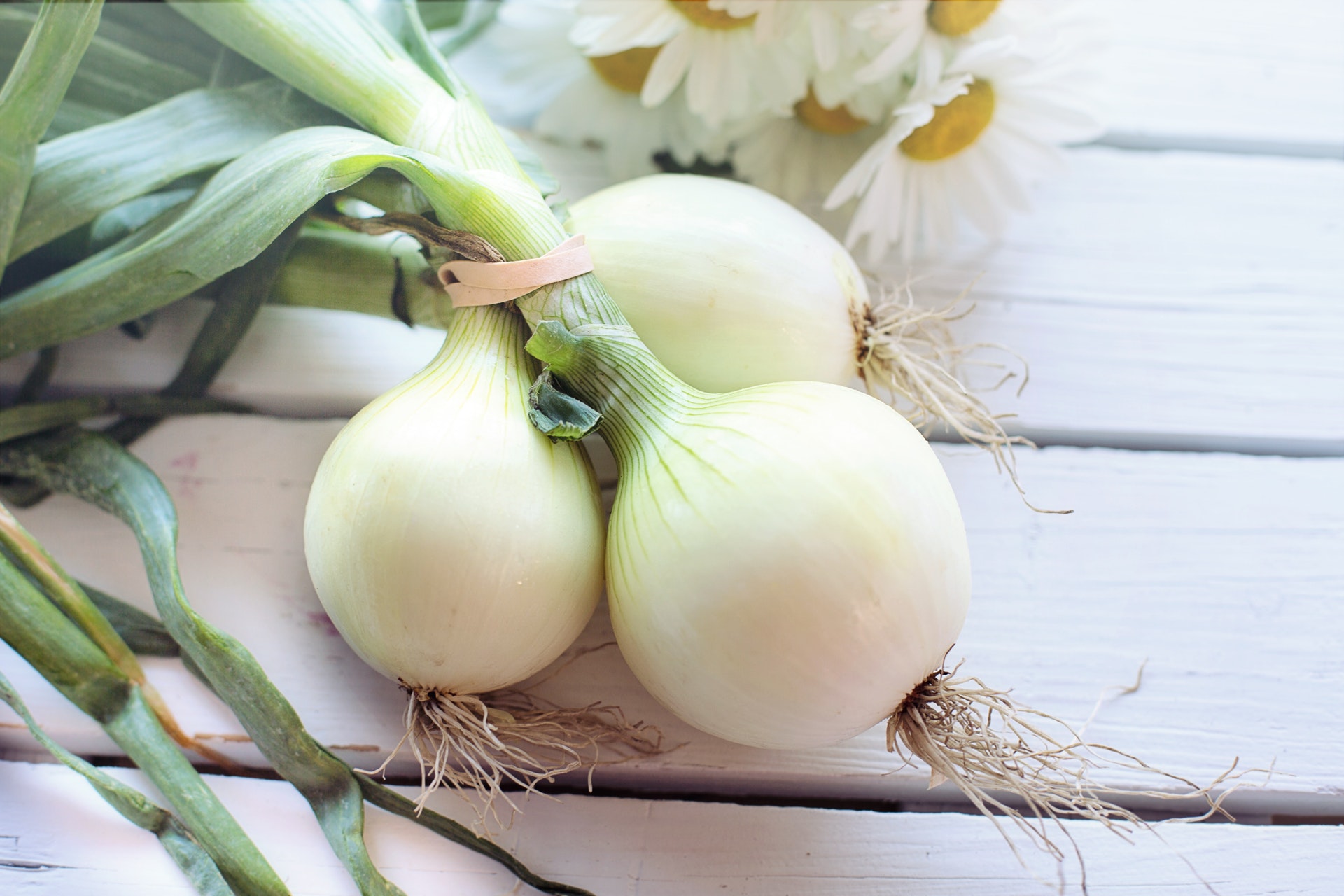  Can you grow onions in containers? What you need to know