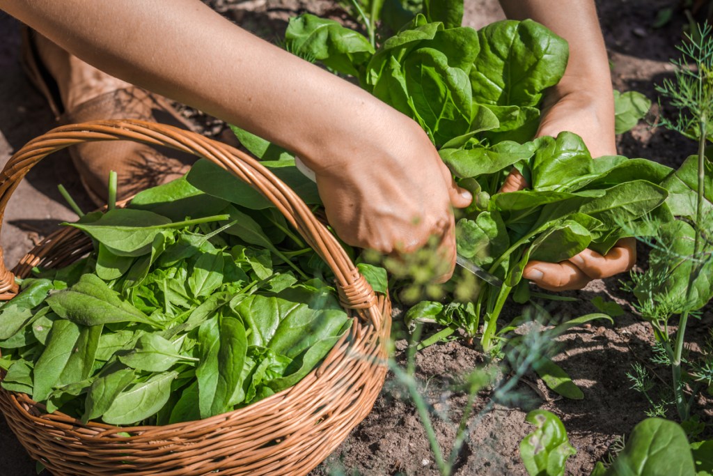Person putting harvested spinach leaves in a basket