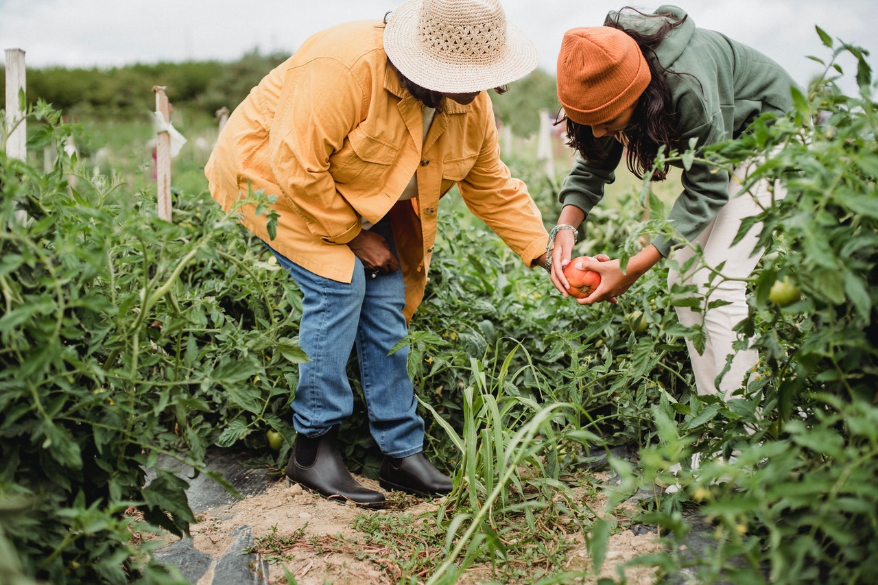 two women gardening