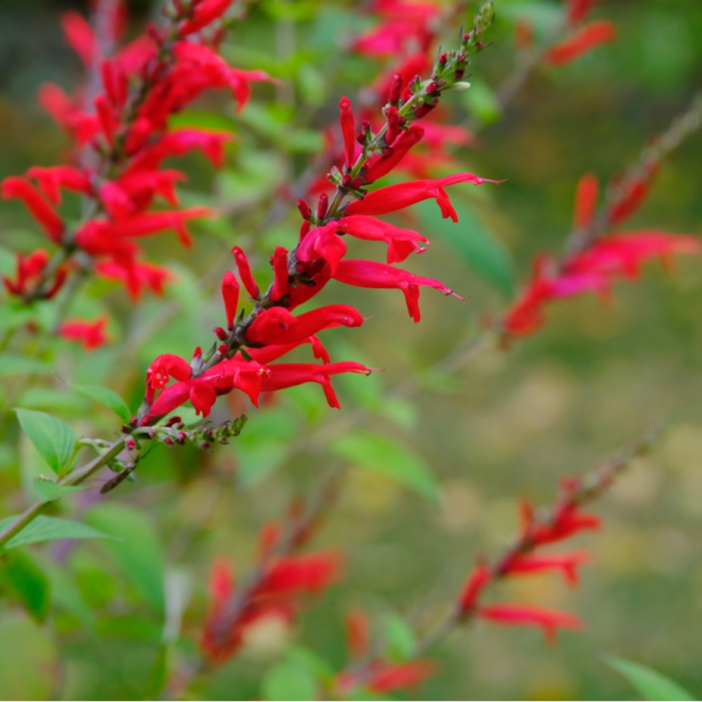 flowers on pineapple sage