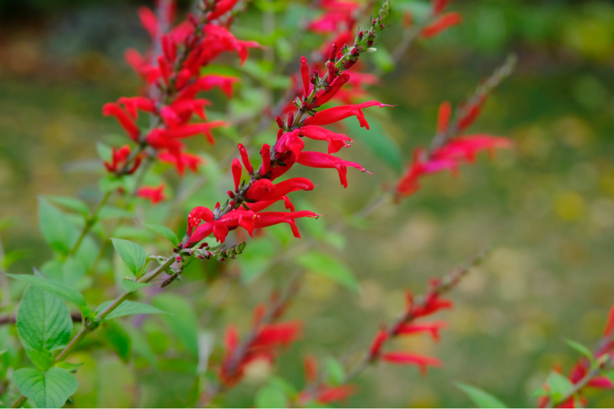 flowers on pineapple sage