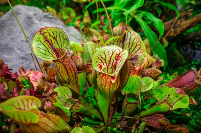 pitcher plant in a garden