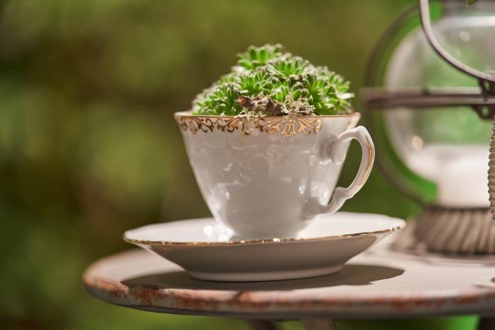 Plant in teacup