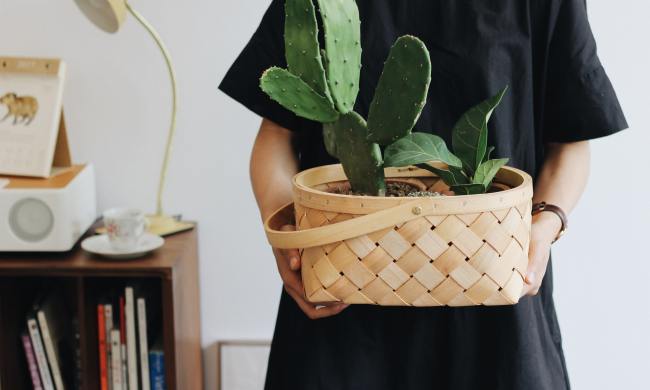 Plants in basket
